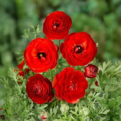 Ranunkelknölar | 6/7 cm i omkrets | Knölar från de bästa nederländska producenterna | Exklusivt urval och kvalitetskontroll | Garanterad blomning (10 röda ranunkler)