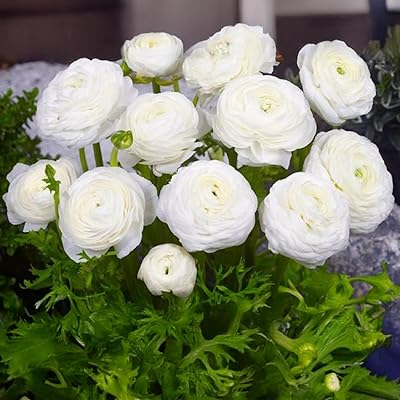 Ranunkelknölar | 6/7 cm i omkrets | Knölar från de bästa nederländska producenterna | Exklusivt urval och kvalitetskontroll | Garanterad blomning (10 vita ranunkler)
