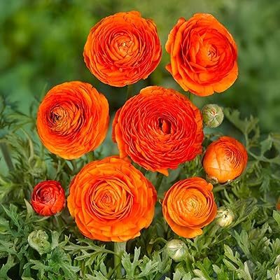 Ranunkelknölar | 6/7 cm i omkrets | Knölar från de bästa nederländska producenterna | Exklusivt urval och kvalitetskontroll | Garanterad blomning (10 orange ranunkler)