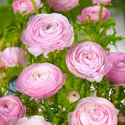 Ranunkelknölar | 6/7 cm i omkrets | Knölar från de bästa nederländska producenterna | Exklusivt urval och kvalitetskontroll | Garanterad blomning (10 rosa ranunkler)